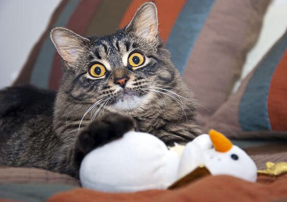 2024年德国队在国际乒乓混合团体世界杯的高光时刻，2020年德国乒乓球公开赛男单决赛