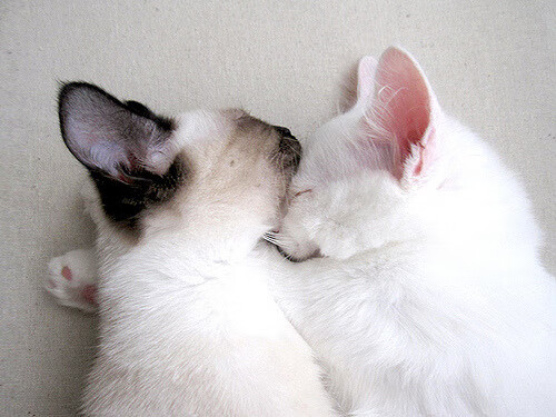 “高新体育中心：羽毛球选手超常发挥，技术与力量的较量”