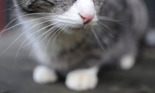 中国三人篮球女队展现卓越防守能力，中国三人篮球女篮