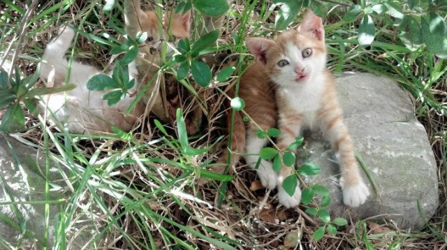 爱游戏官网-中国女篮稳定发挥打造强大团队，中国女篮实力剧增