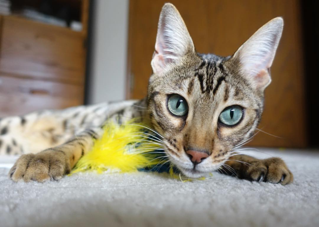 突尼斯希望中锋错失关键机会，许昌联想售后服务电话号码